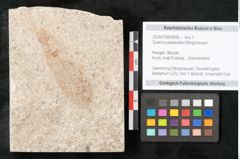 Foto (Objekt + Etikett) von Quercus palaeoilex Ettingshausen (NHMW-GEO-2024-0188-8099)